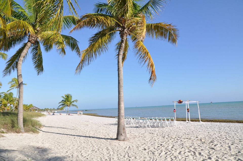 palm-trees-648818_960_720